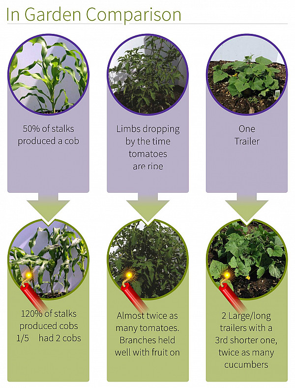 In garden comparison using Uncle Dale's Dynamite Compost